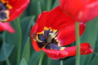 Pella Tulips